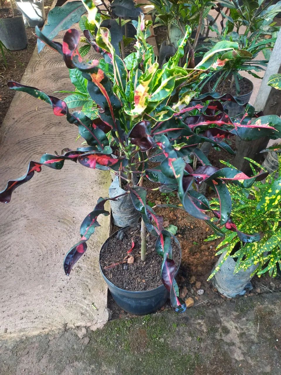 Vendo crotons  - Foto 5