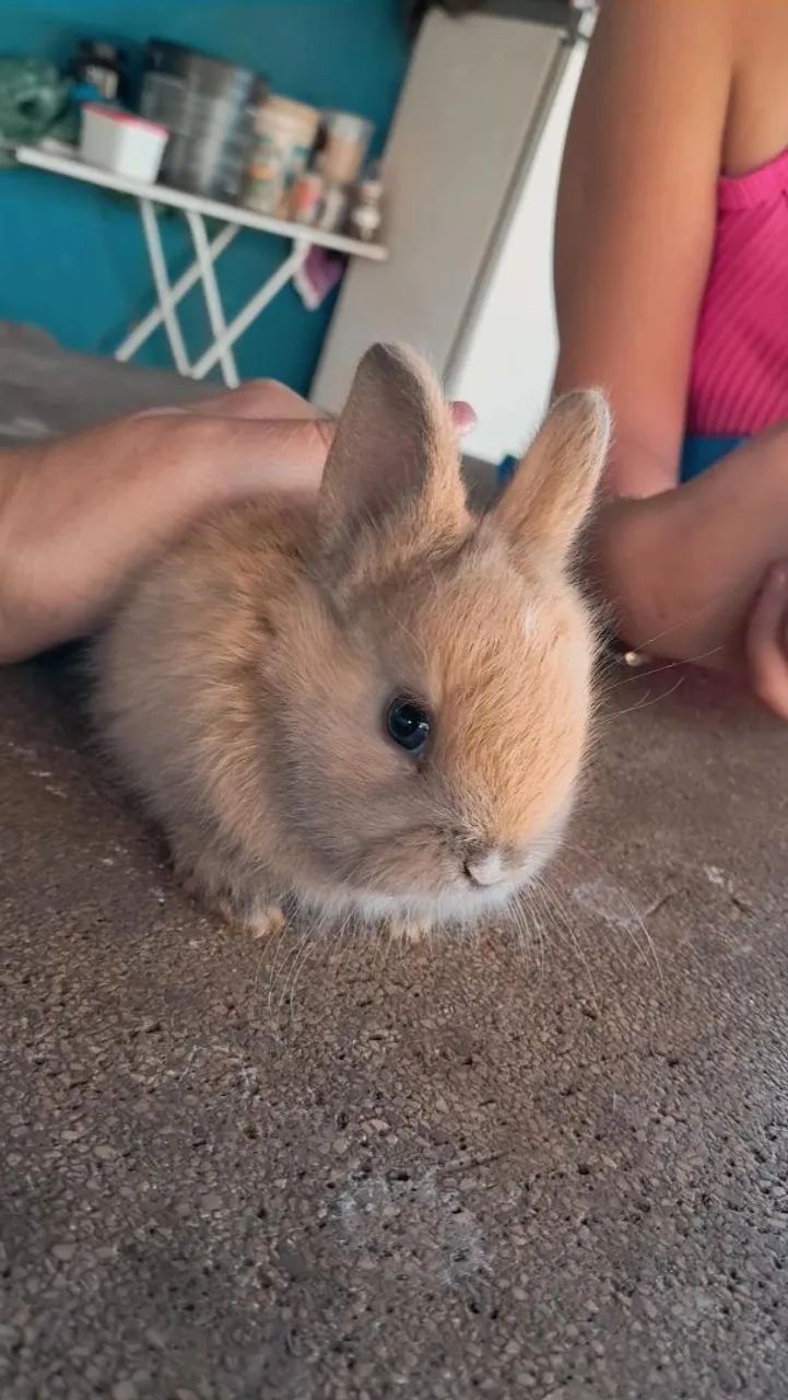 Coelho mini
