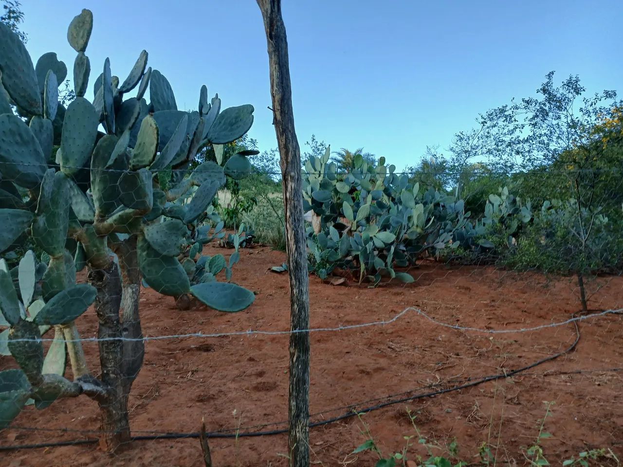 Sítio  - Foto 5