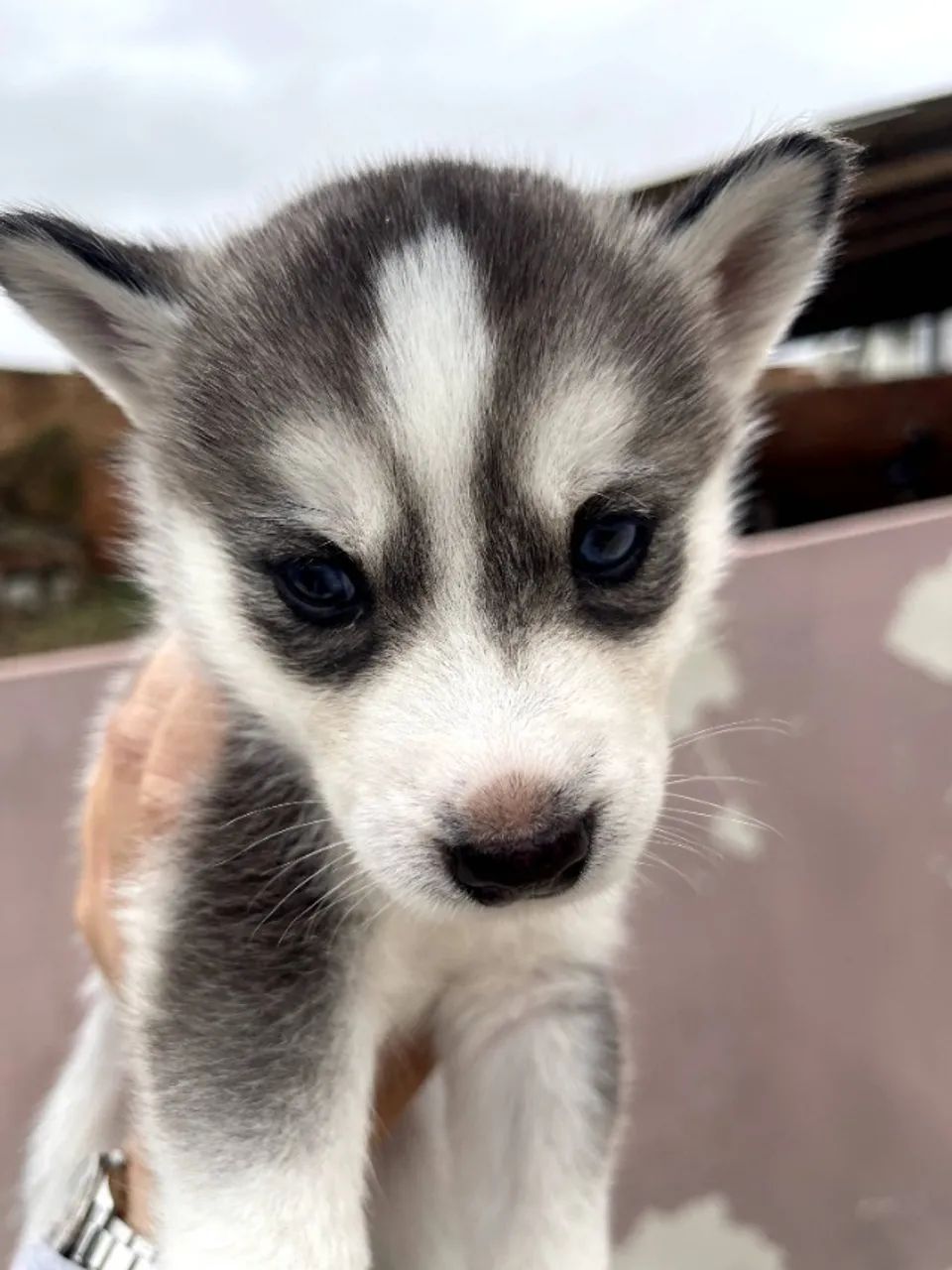 Husky siberiano - Foto 3