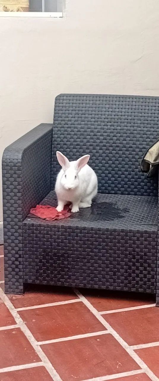 Coelho doação LEIA ANÚNCIO TODO! - Foto 2