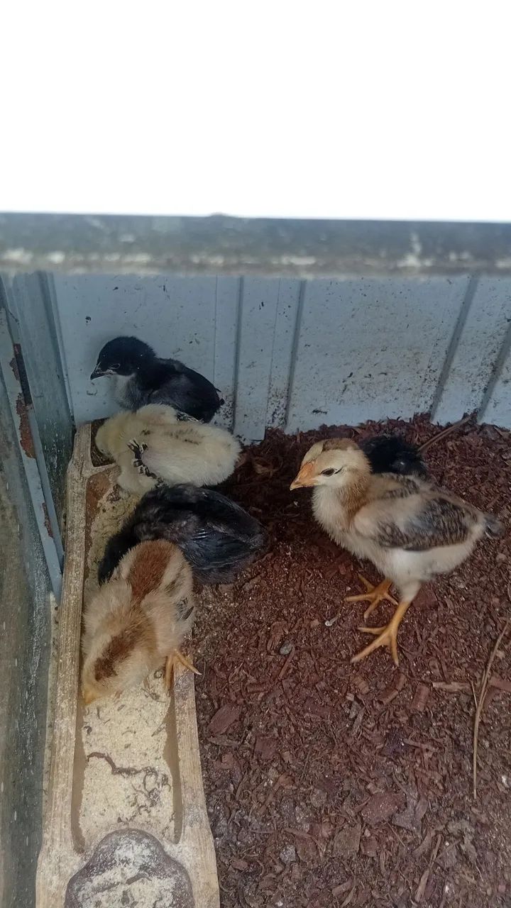 Pintinhos de codornas e galinhas disponíveis