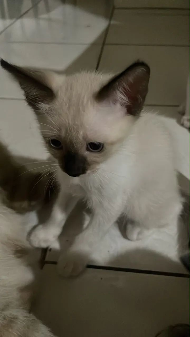 Doação de Gatinhas Fêmeas - Foto 2