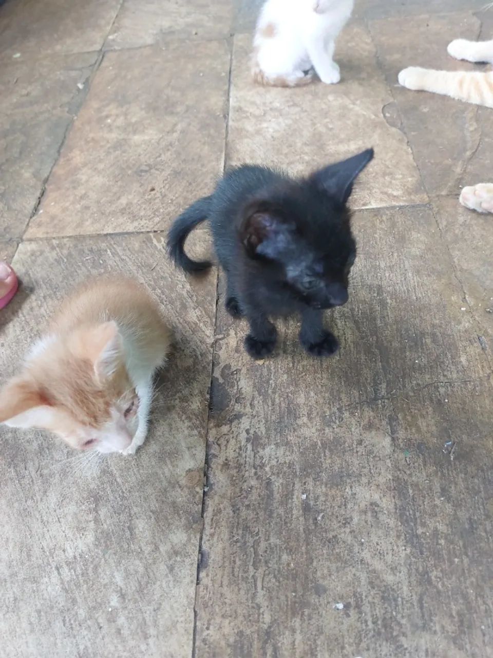 Doacao de gatinhos