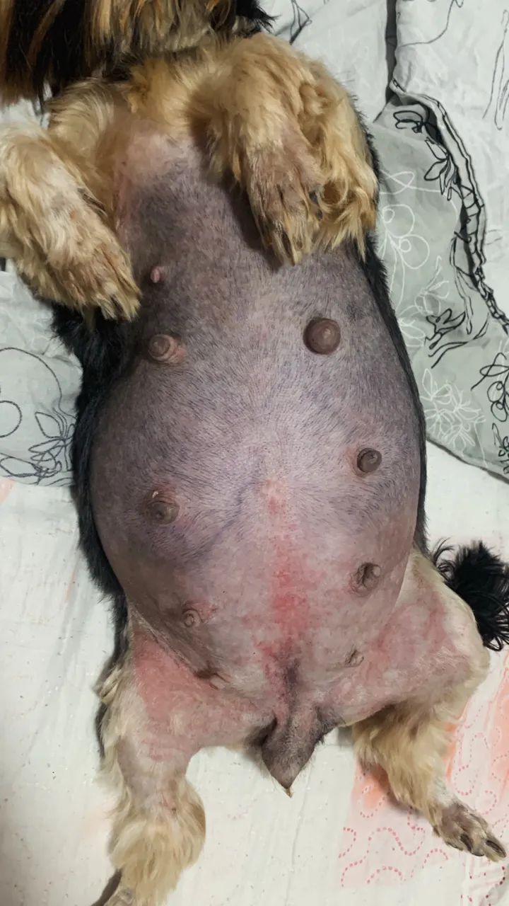 Filhotes de yorkshire  - Foto 3