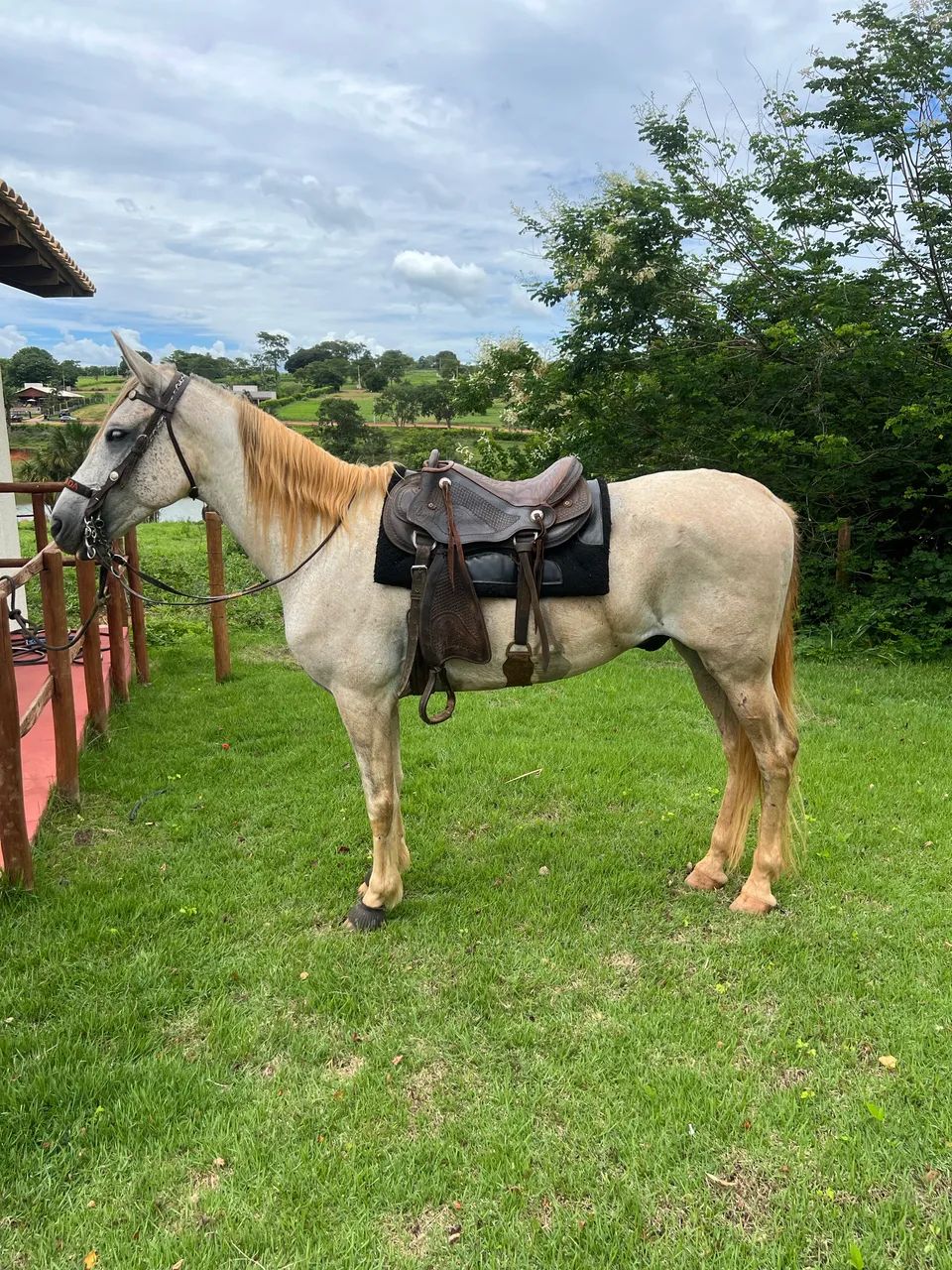 Cavalo - Foto 3