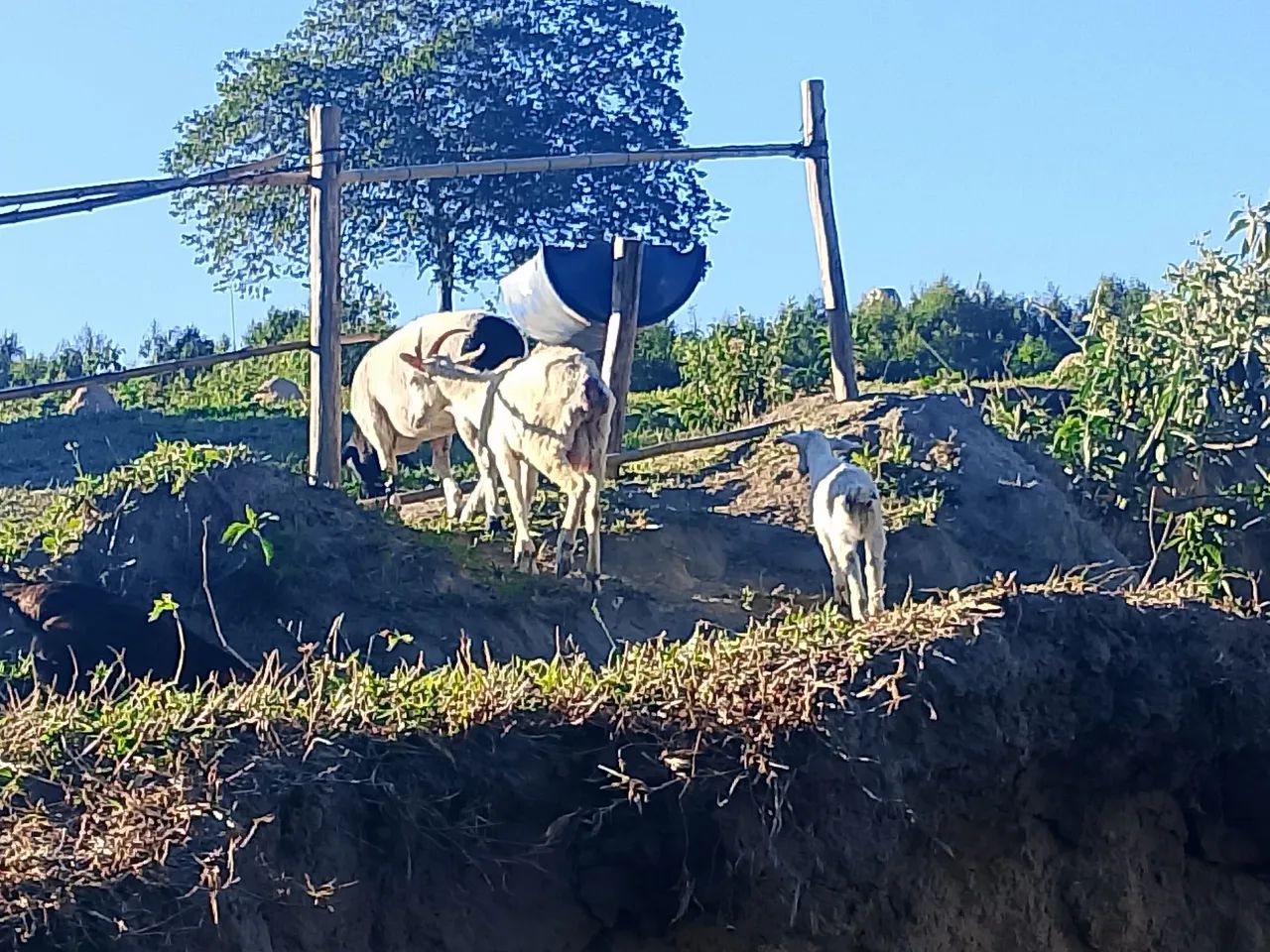 cabra parida de macho  - Foto 3