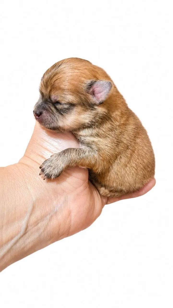 Macho de Lulu da Pomerânea  pra reserva - Foto 4