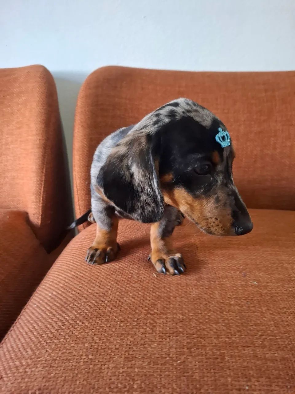 Macho Daschund Alerquim prata - Foto 3