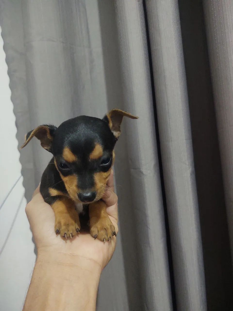 Pinscher macho  - Foto 5