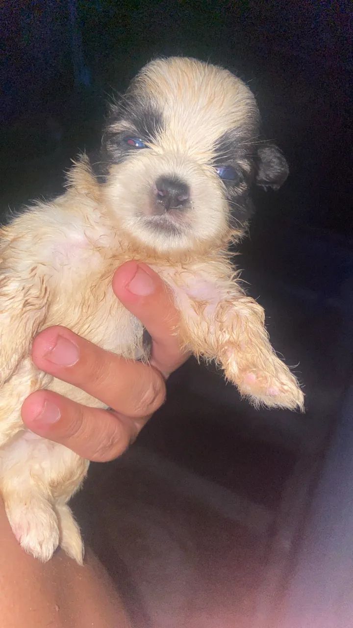 Vendo filhote de Shih Tzu - Foto 3