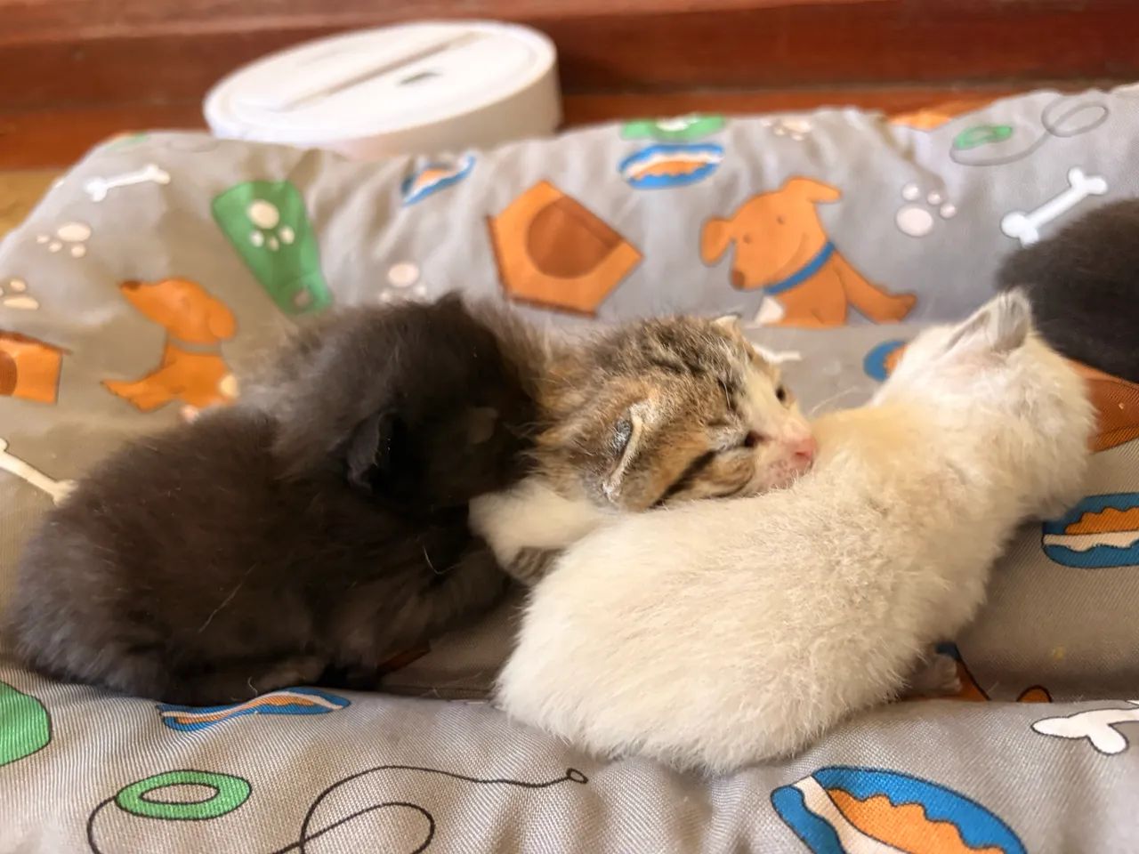 Adoção de Gatinhos  - Foto 3