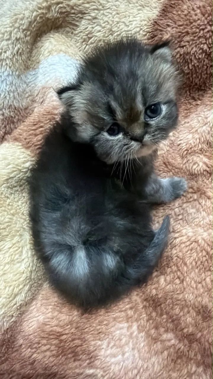 Gato persa  - Foto 3