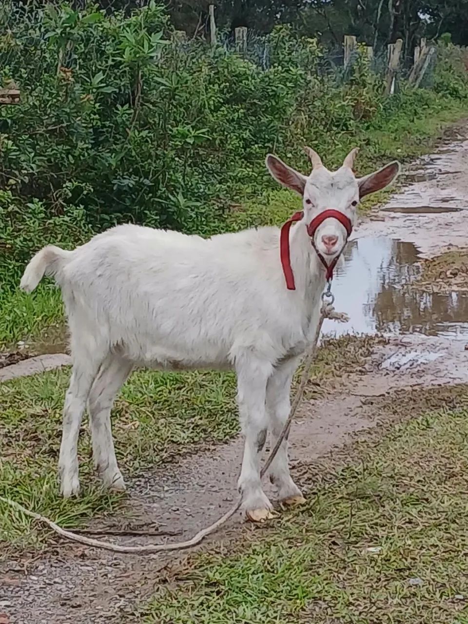 Vendo cabra sany - Foto 5