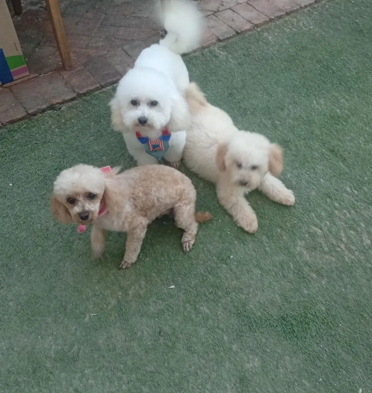 Filhote poodle macho - Foto 4