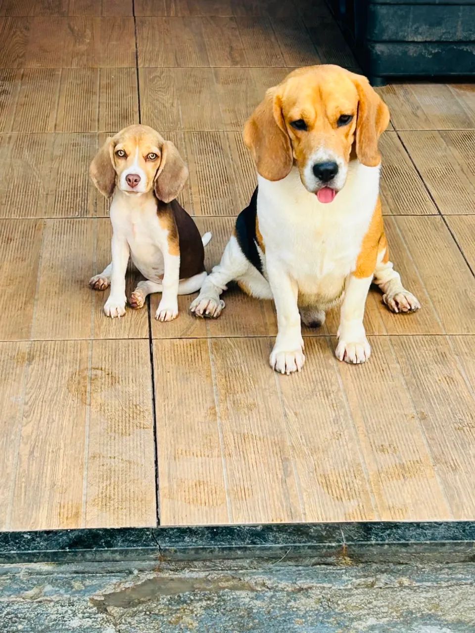 ÚLTIMA MINI BEAGLE 13P - Foto 3