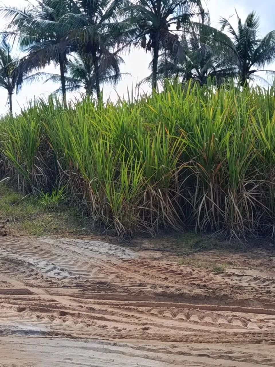 Vende-se lote já com plantação de cana de açúcar  - Foto 2