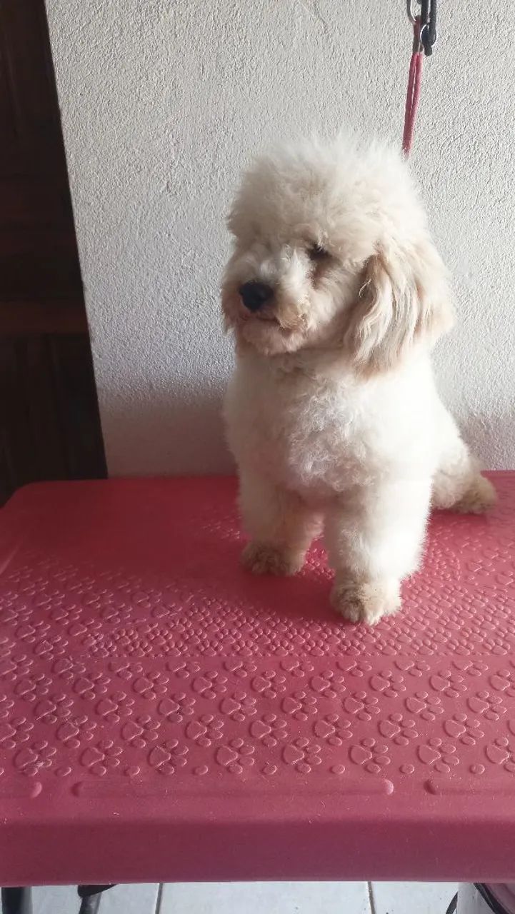 Poodle toy macho   - Foto 2