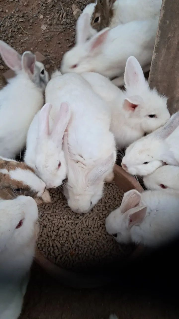 Coelhos para troca ou venda - Foto 2