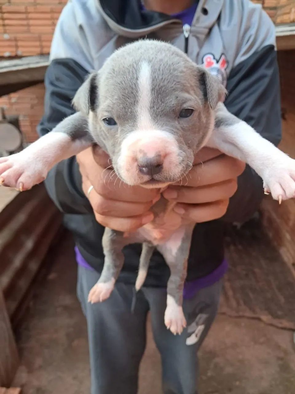 Pitbull  - Foto 5