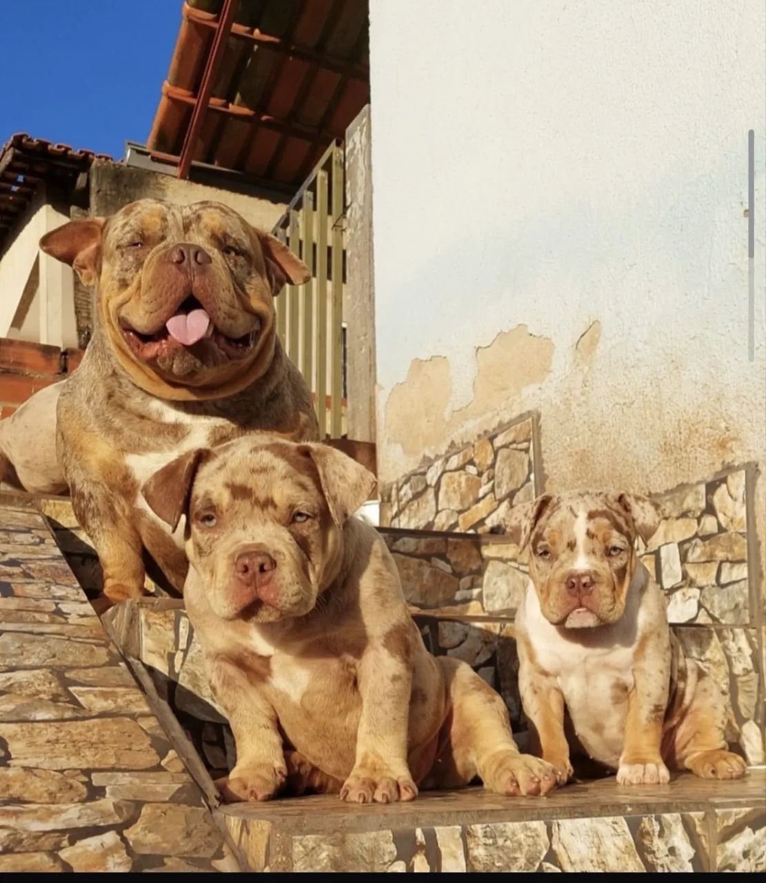 American Bully ( COBERTURA ) - Foto 4