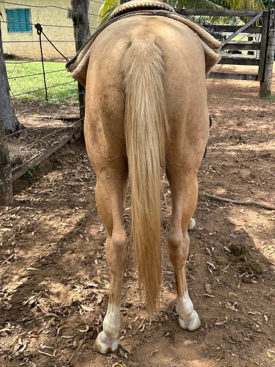 Cavalo Quarto de Milha - Foto 2