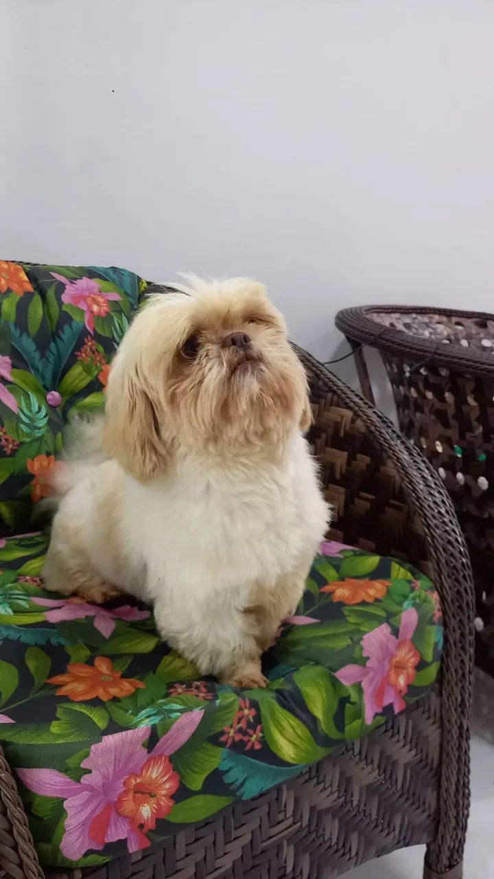Shitzu macho - Foto 2
