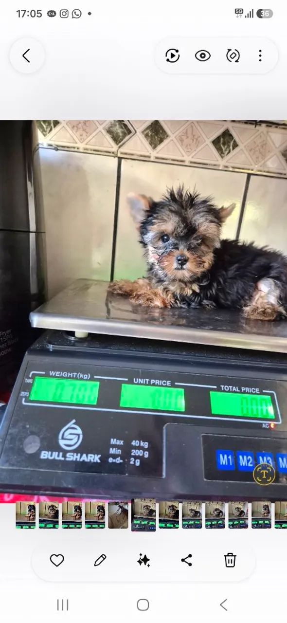 Yorkshire terrier  - Foto 3