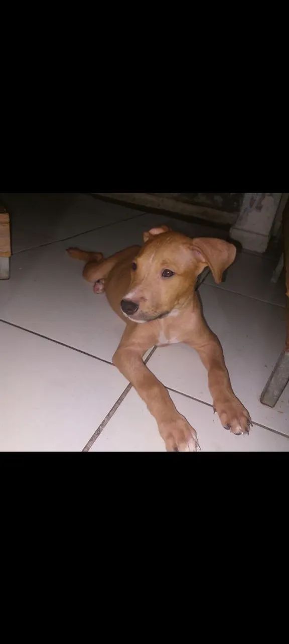 CADELA DE PITBULL BLACK COM RED NOSE  - Foto 4