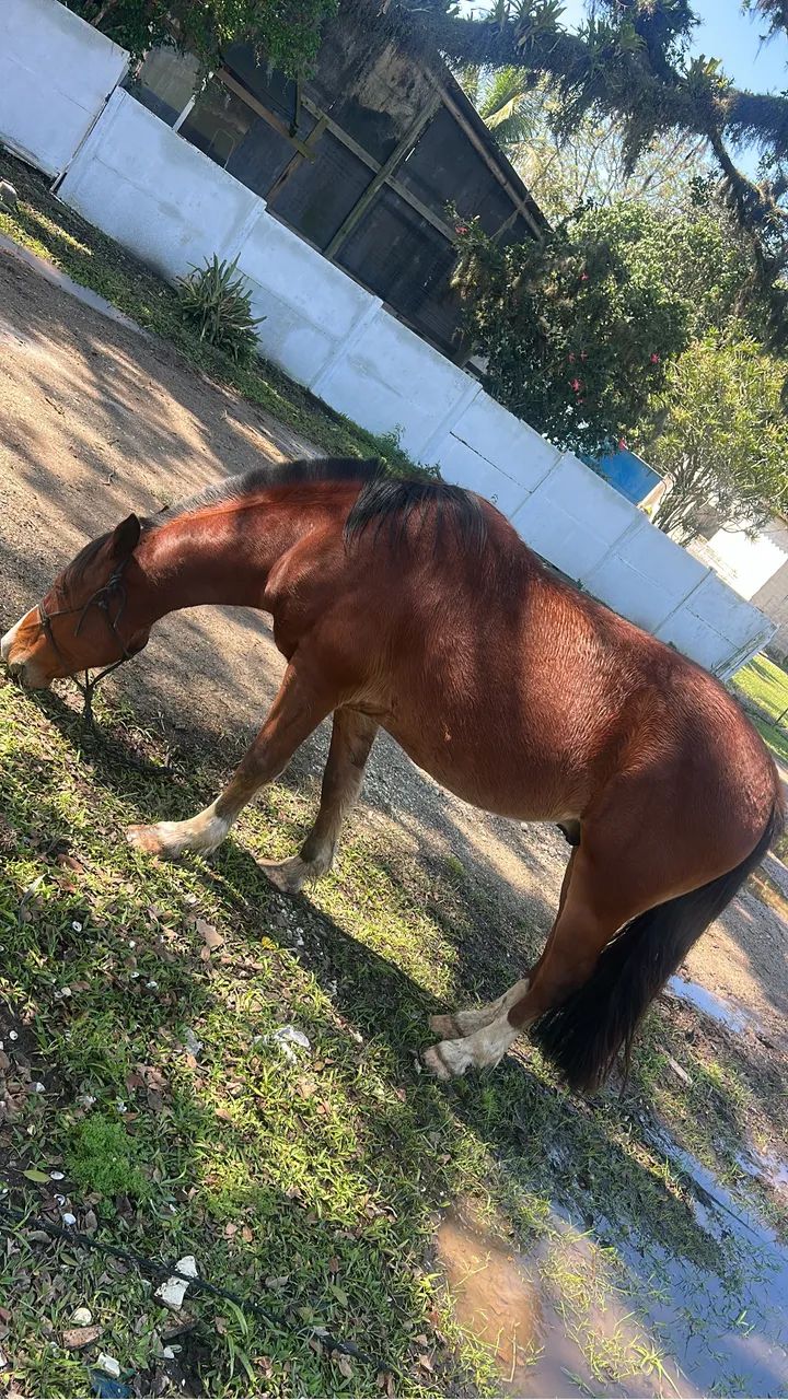 Vende se cavalo