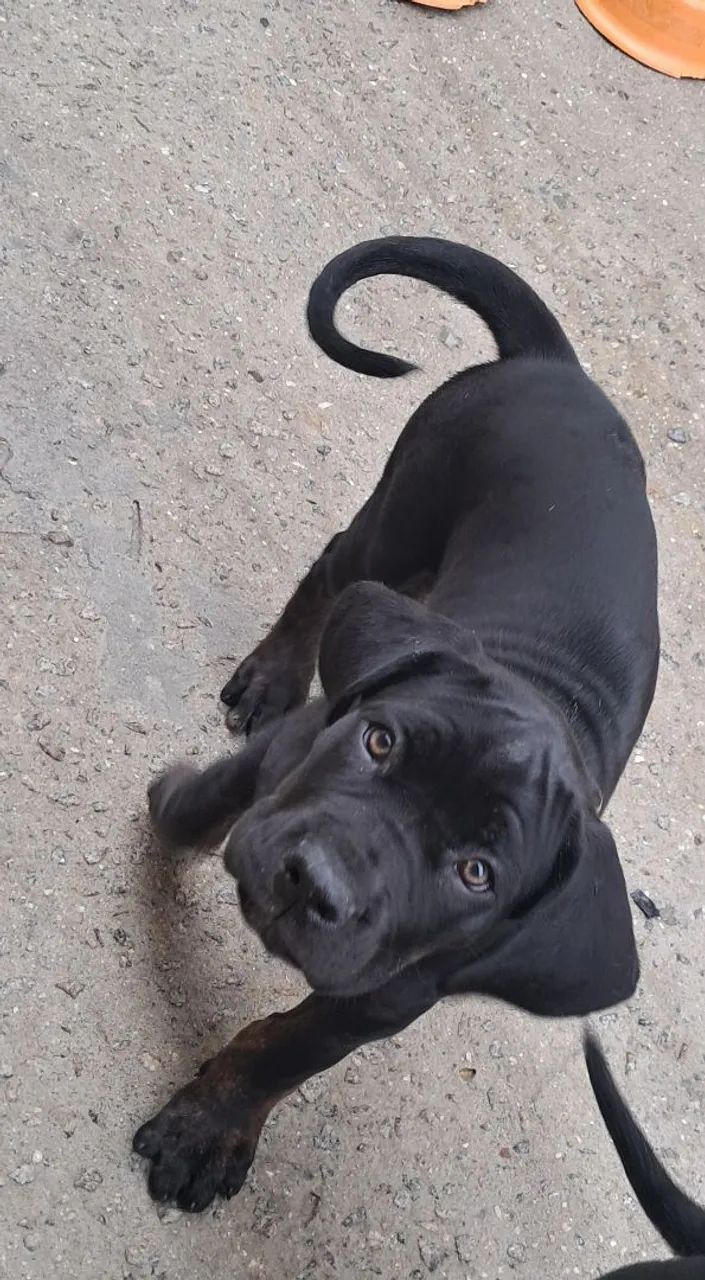 Cane corso filhotes - Foto 4