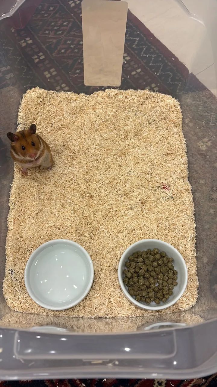 Hamster Sírio - Foto 2