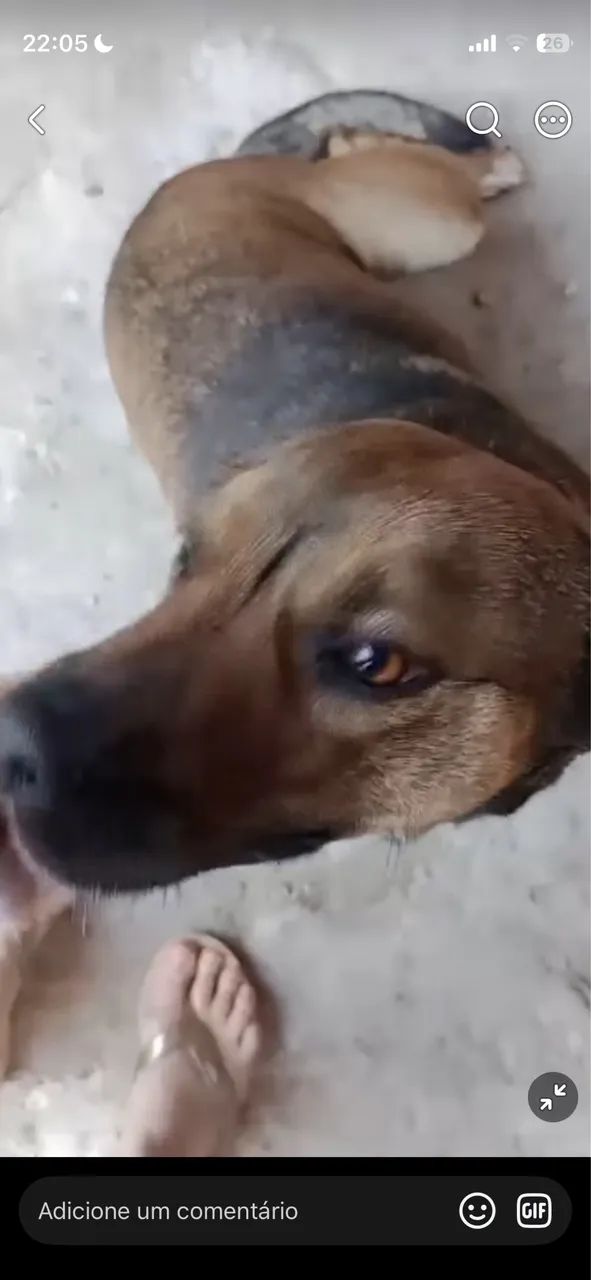 Doa-se cachorra  - Foto 2