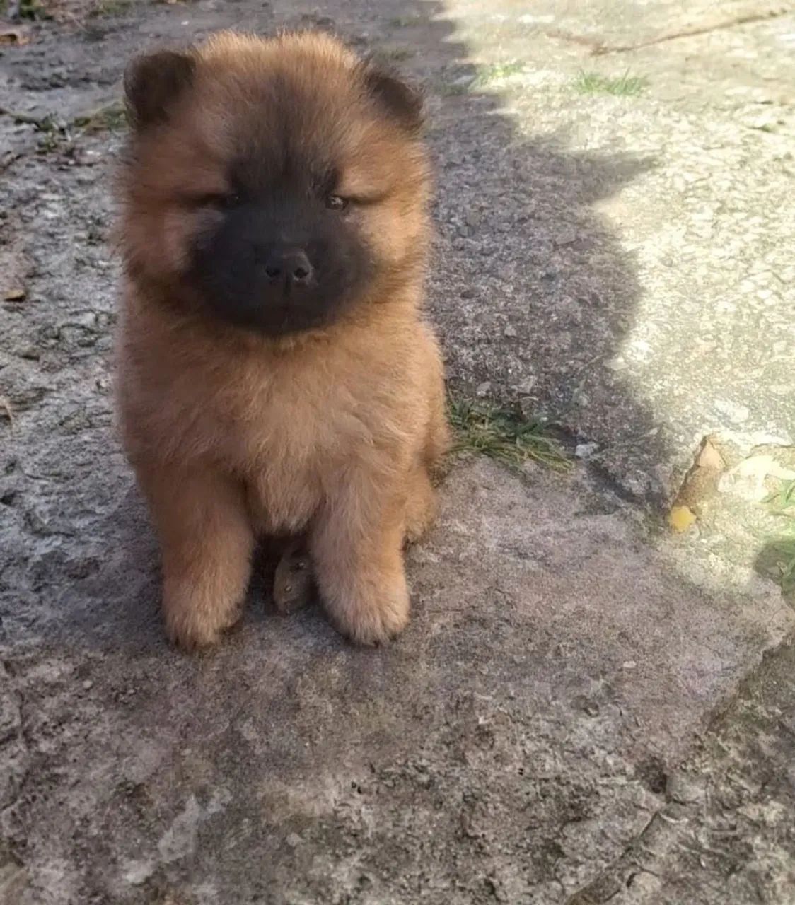 Chow Chow  - Foto 2