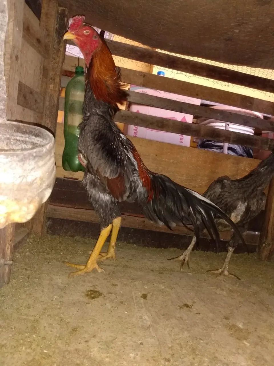 Frangos de Raça  - Foto 5