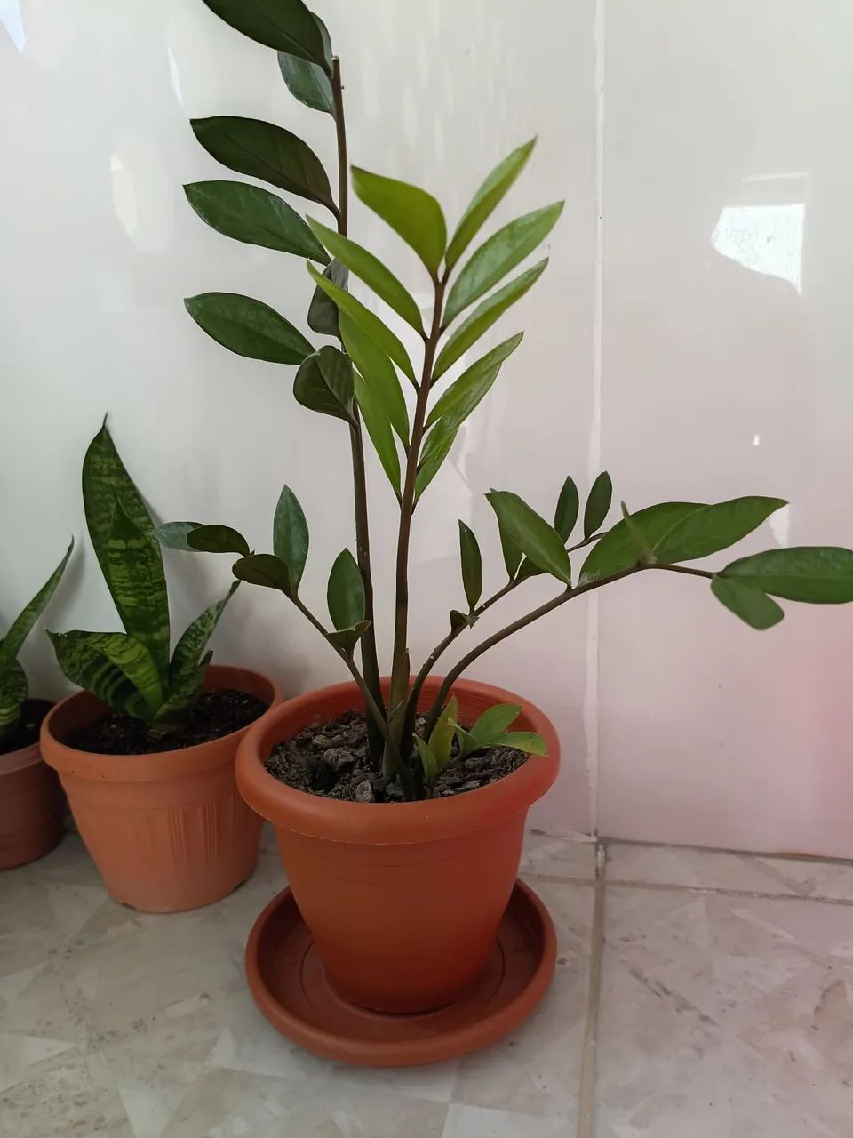 Plantas - Foto 5
