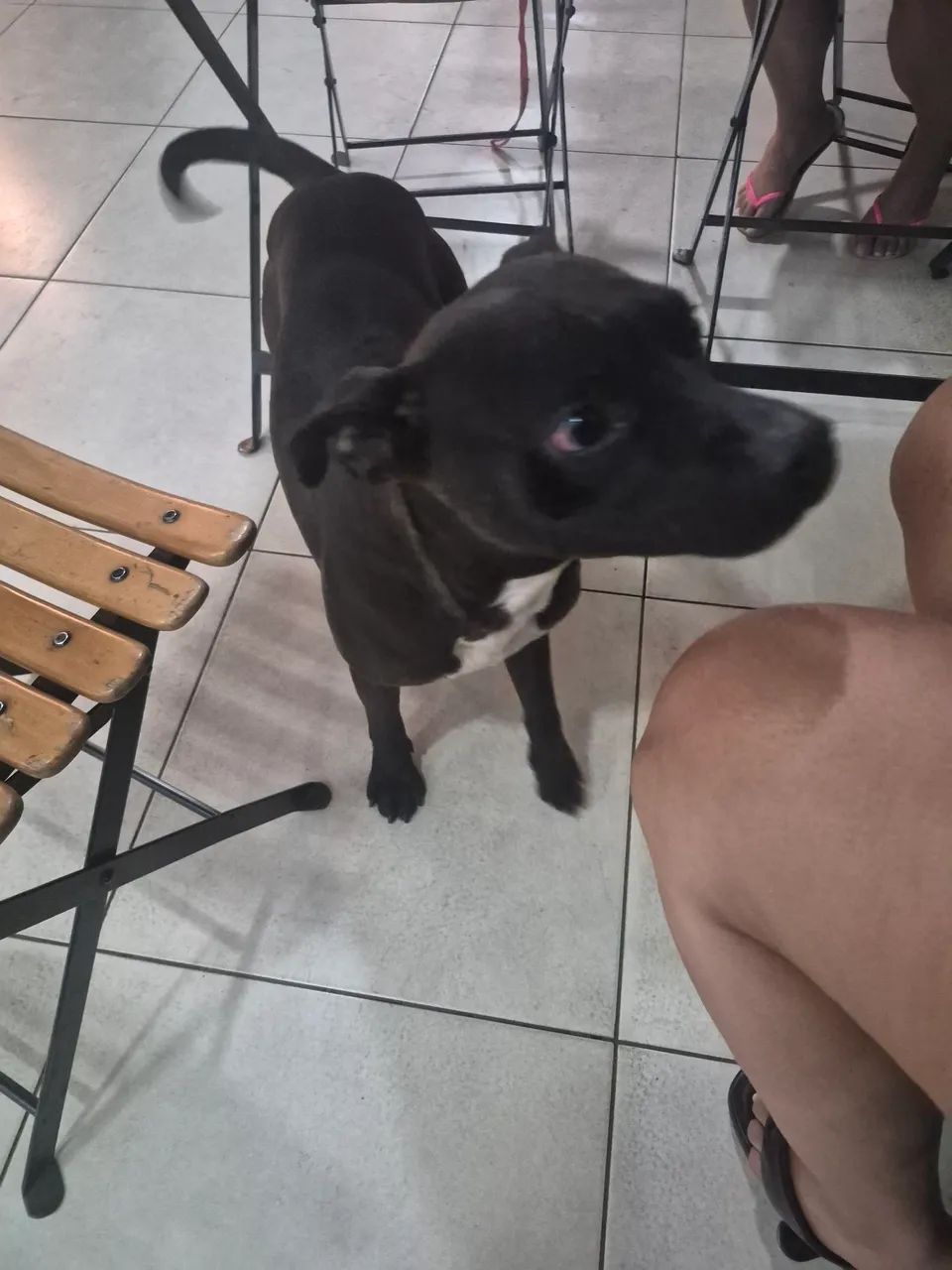 Cachorro para Adoção Responsável - Foto 3