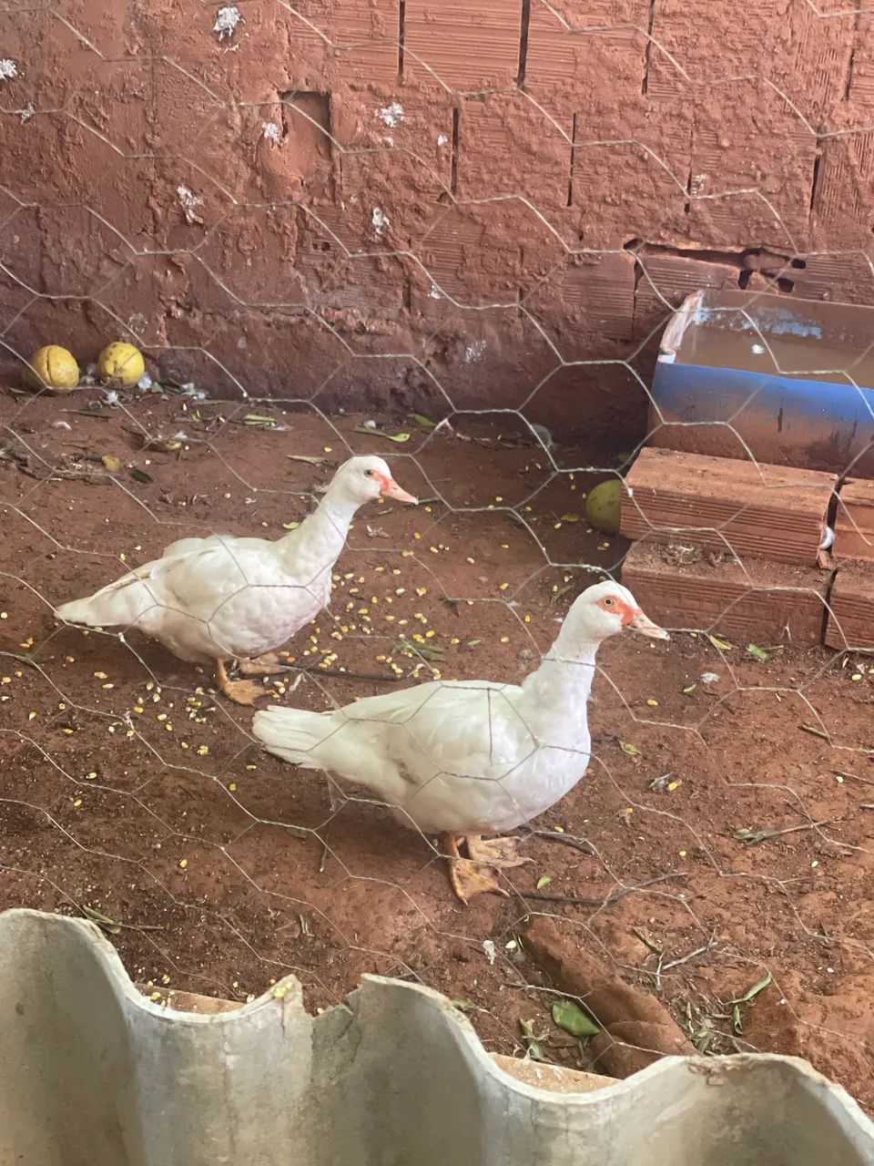 Patos