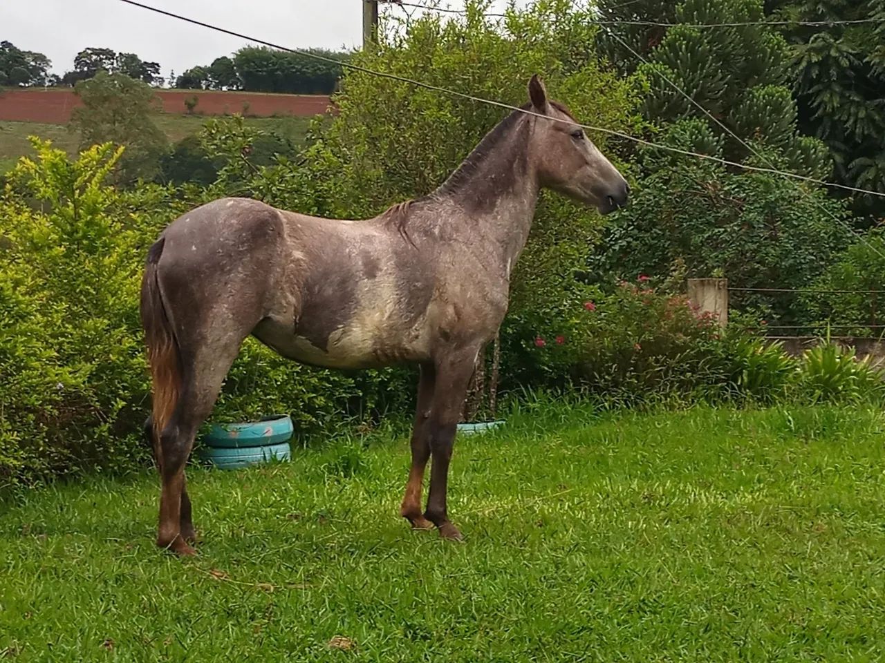 Potra - Foto 4