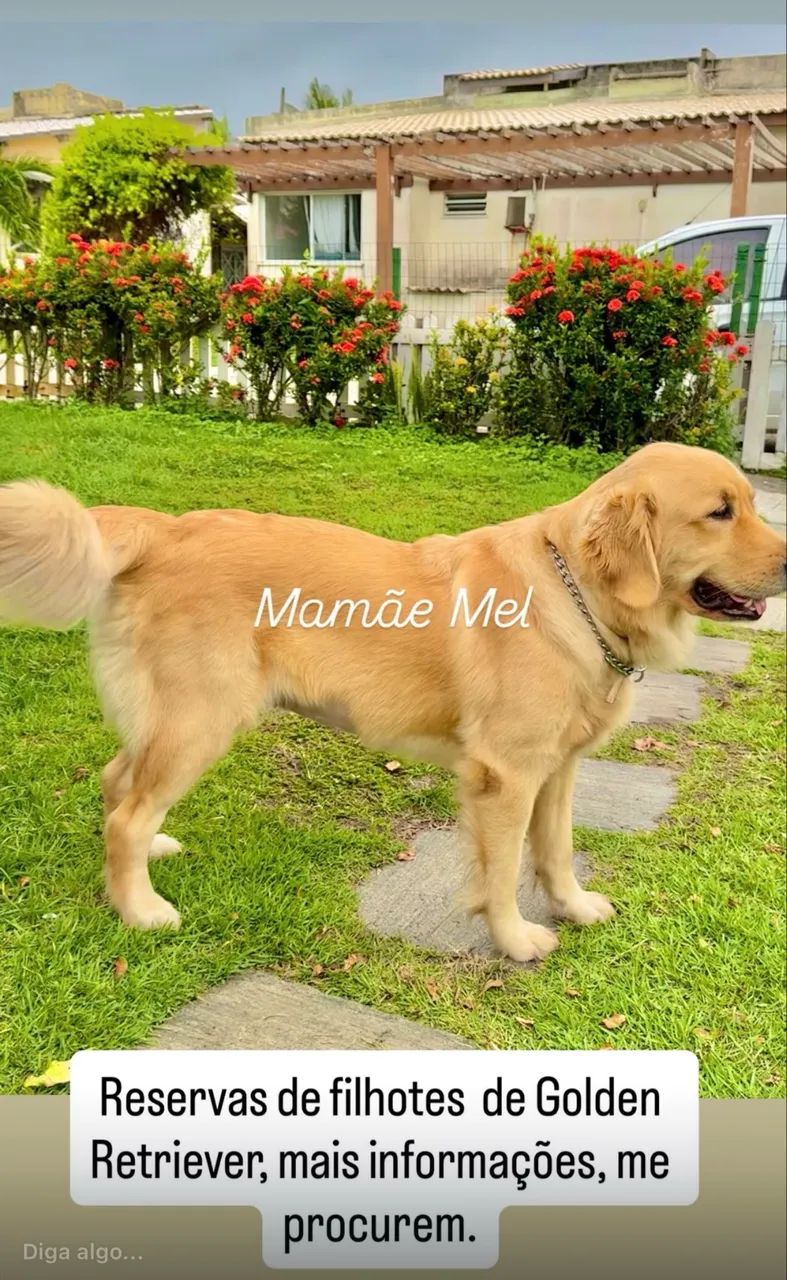 Filhotes de Golden Retriever - Foto 5