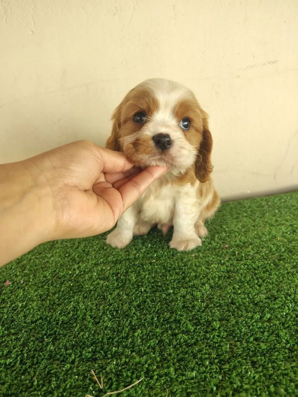 Cavalier king - Foto 4