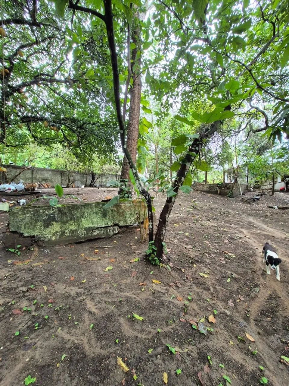 Lote/Terreno/Condomínio em Guabiraba - Foto 5