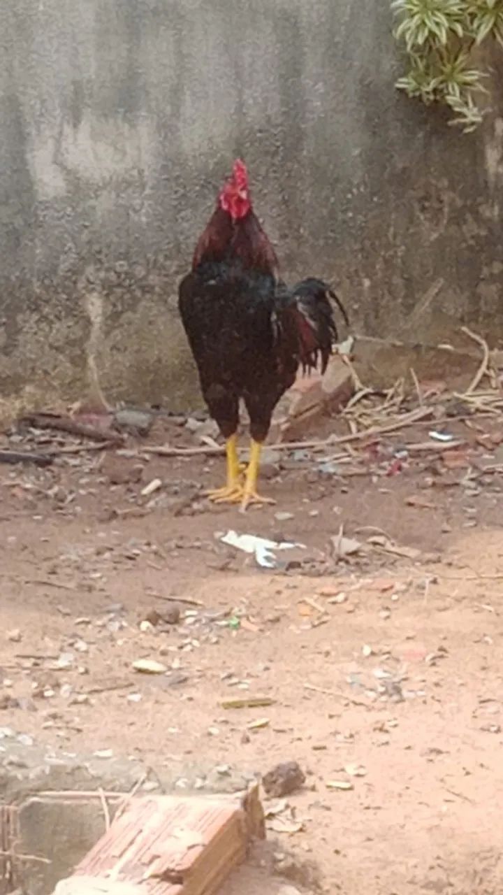 vendo um galo - Foto 2