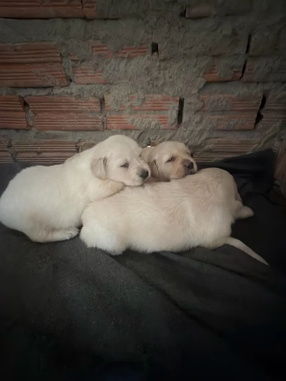 Filhotes de Golden Retrivier 