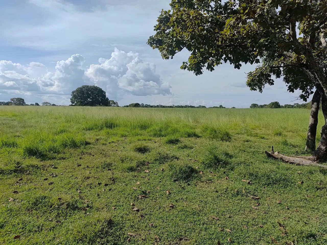 Fazenda á venda Próximo a Gurupi  - Foto 3