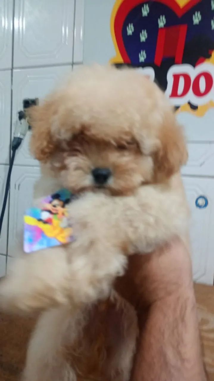 Filhote de poodle macho  - Foto 4