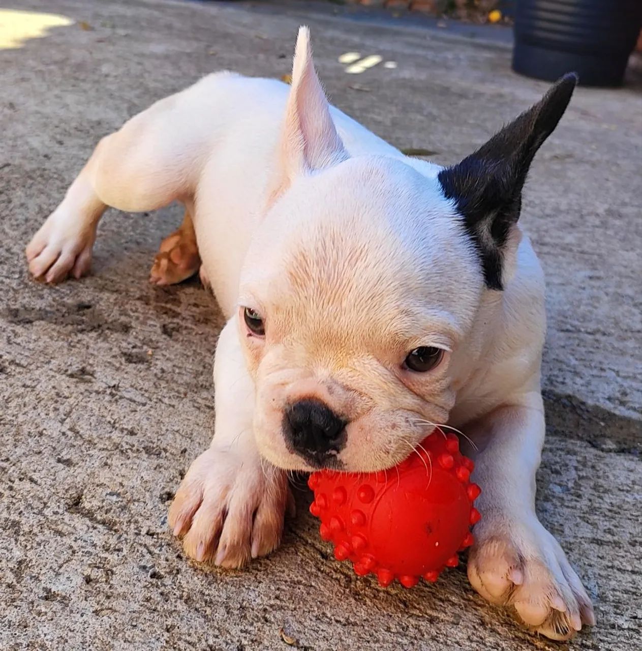 Bulldog Francês  - Foto 2