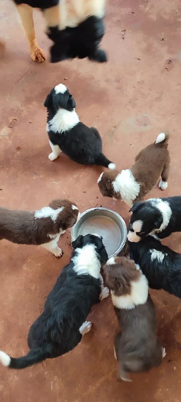 Filhotes de border collie  - Foto 5
