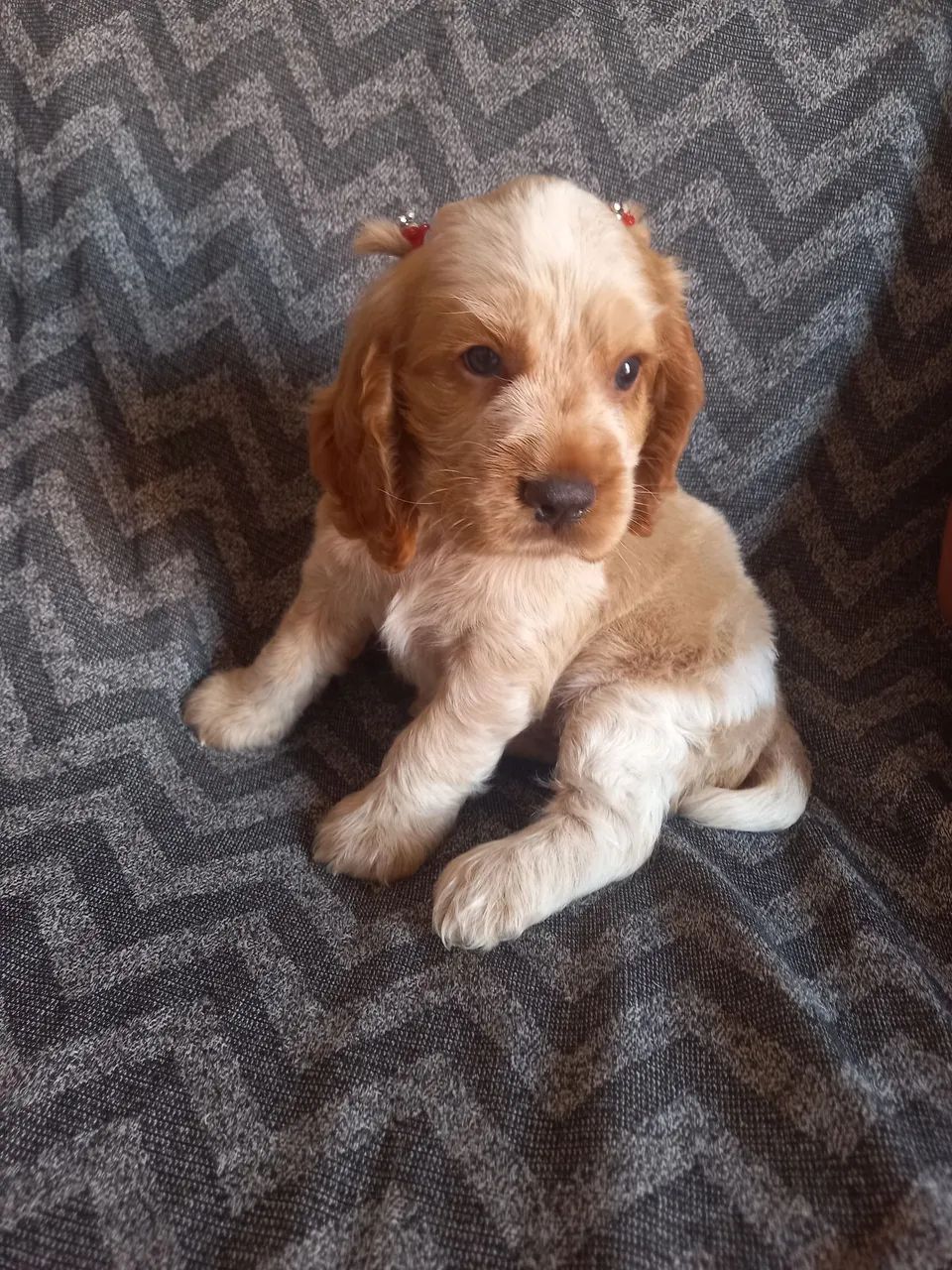 Coocker spaniel Fêmea  - Foto 4