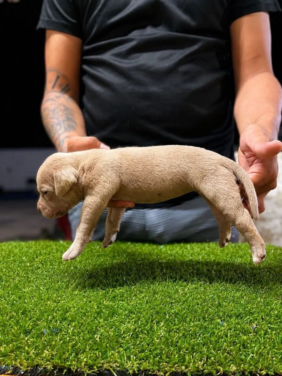 Filhotes de Pit Monster, com pedigree IBC - Foto 3
